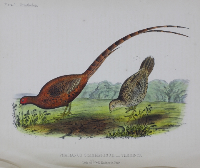 Plate 2 _ Ornithology. Phasianus Scemmering II _ Temminck. Lith of Wm E Hitchcock Phila.