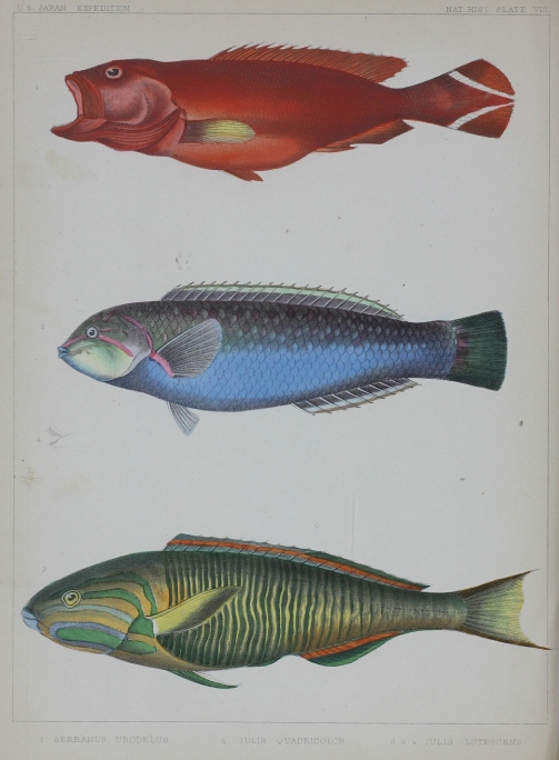 Nat. Hist. Pl. VIII. 1. Serranus Urodelus. 2. Iulis Quadricolor. 3 &amp; 4 - Iulis Lutesens.